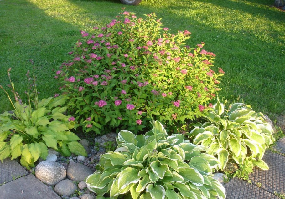 Спирея японская Голдмаунд в ландшафте