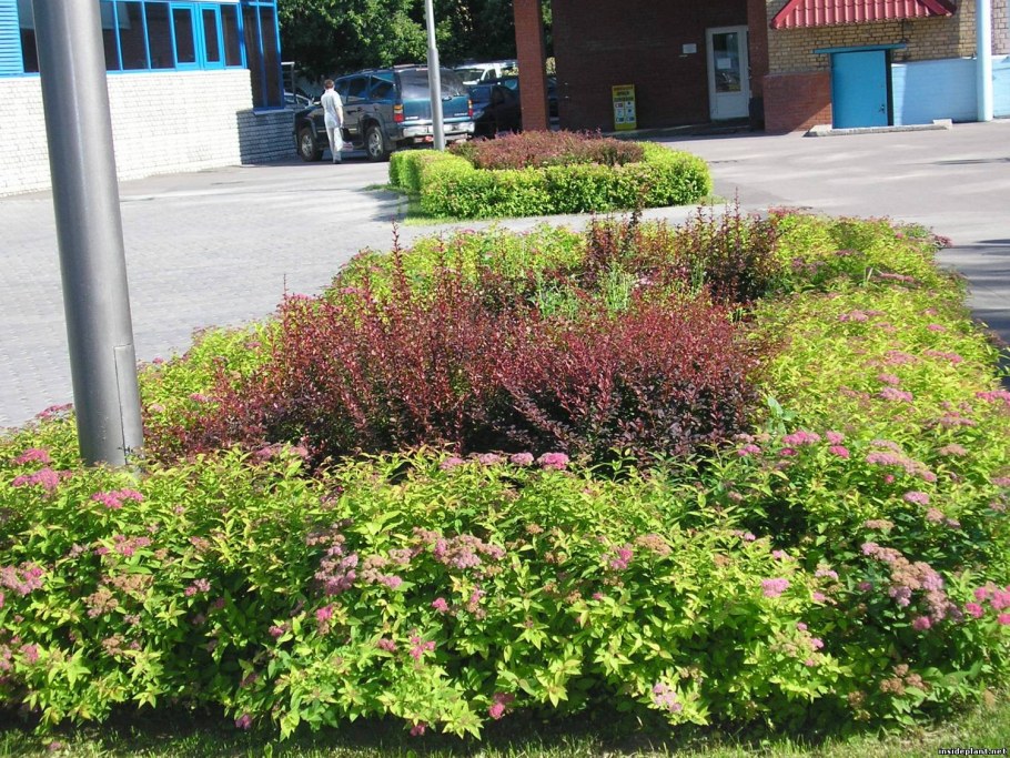 Барбарис, спирея, пузыреплодник