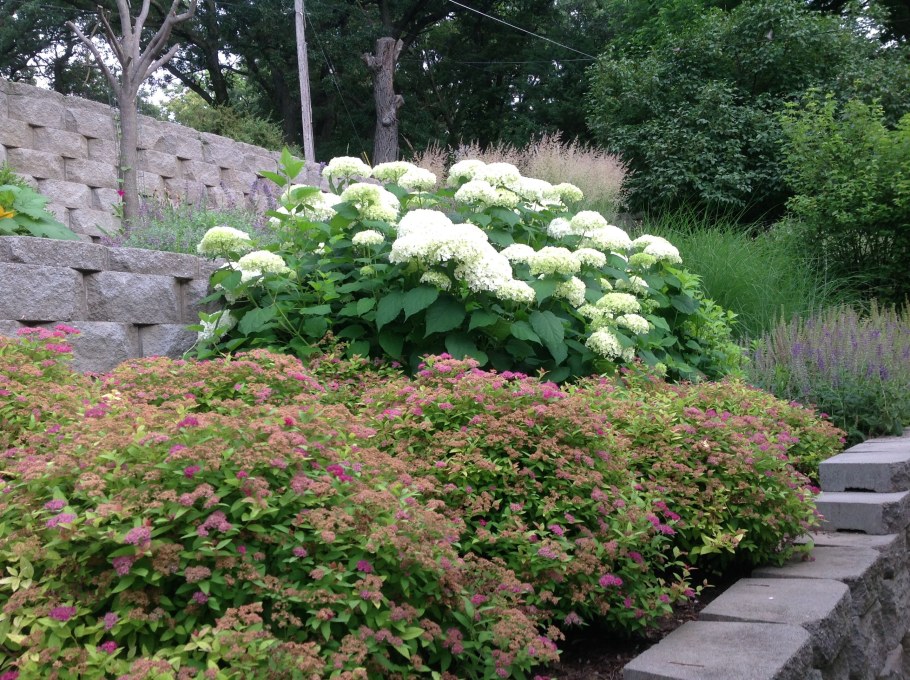 Спирея Аннабель