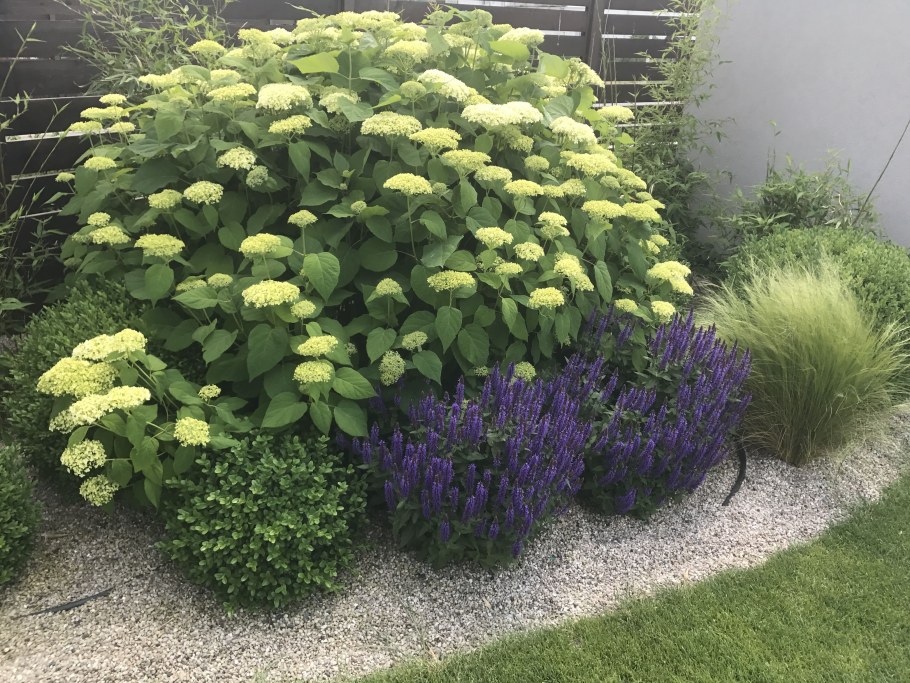 Гортензия дерен Хоста