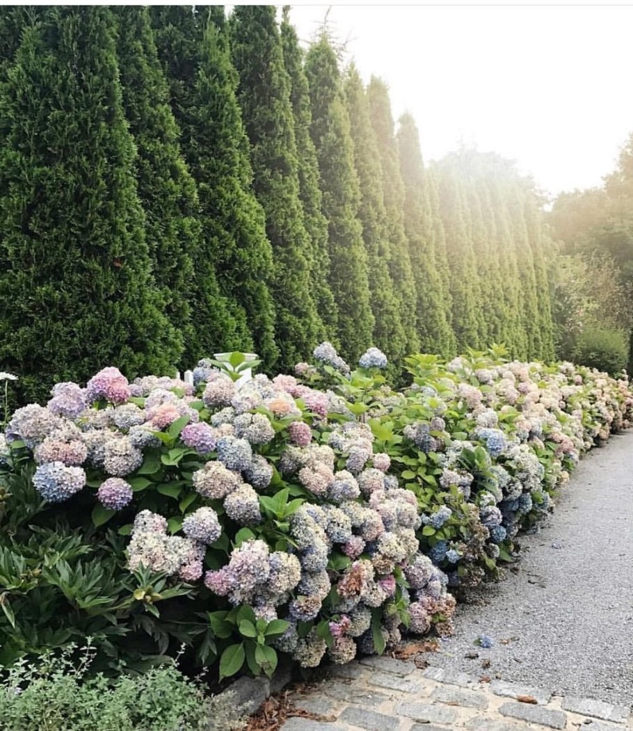 Гортензия Анабель Живая изгородь