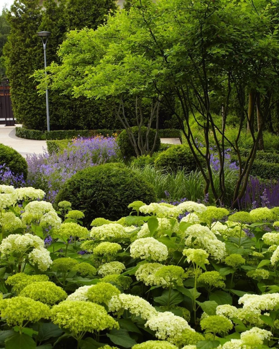 Миксбордер с дереном и гортензией