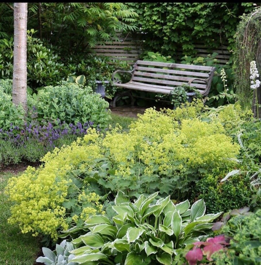 Манжетка и гейхера