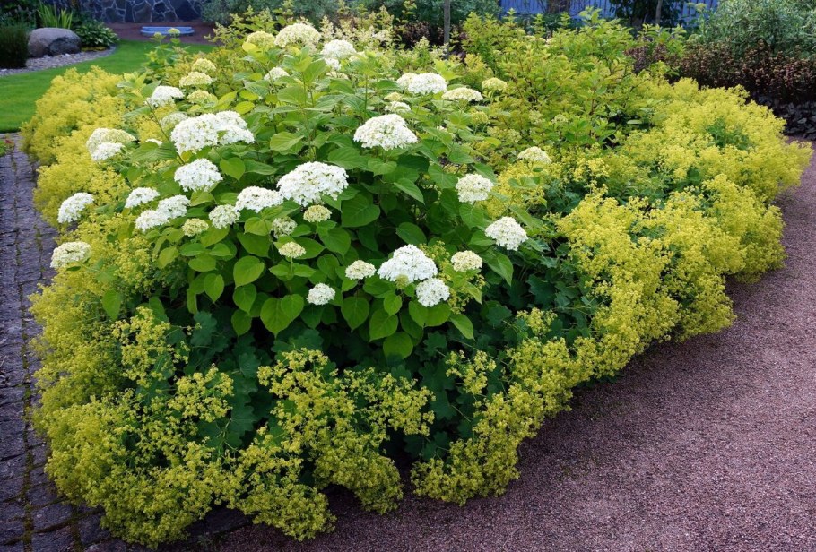 Спирея березолистная