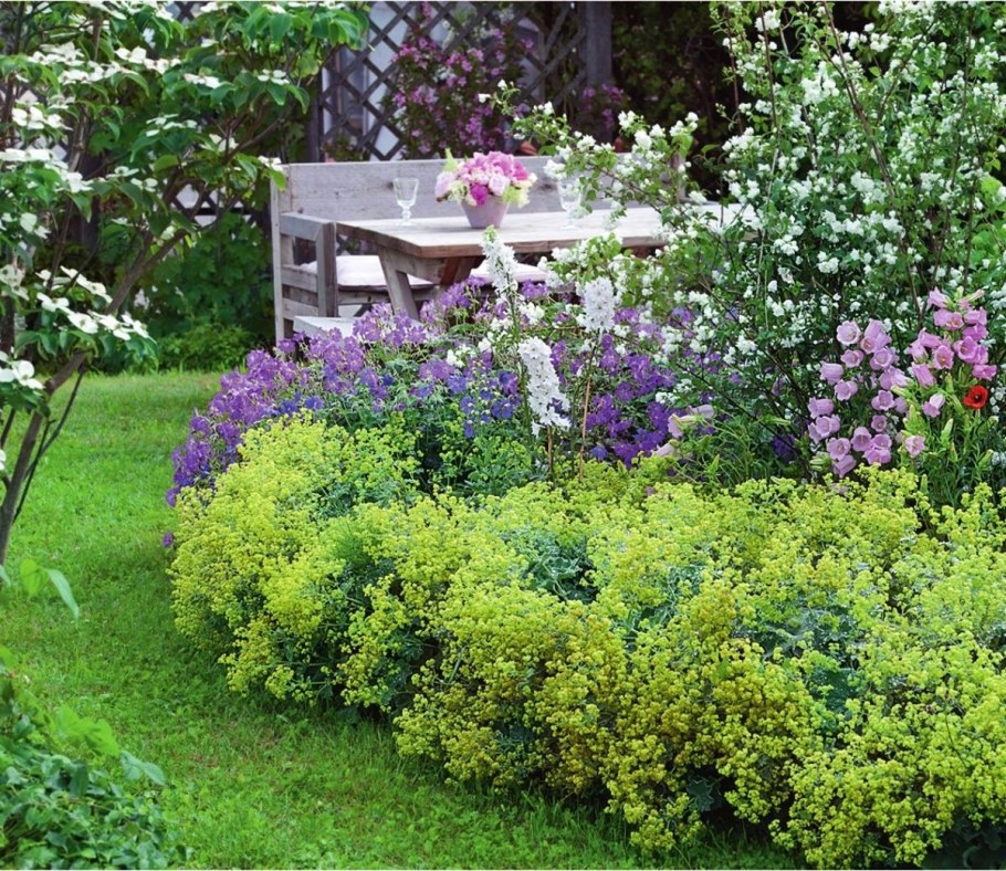 Котовник герань манжетка