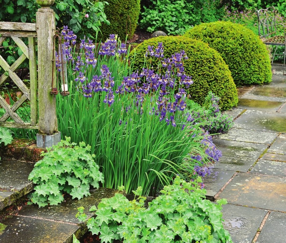 Ирис Сибирский в цветнике