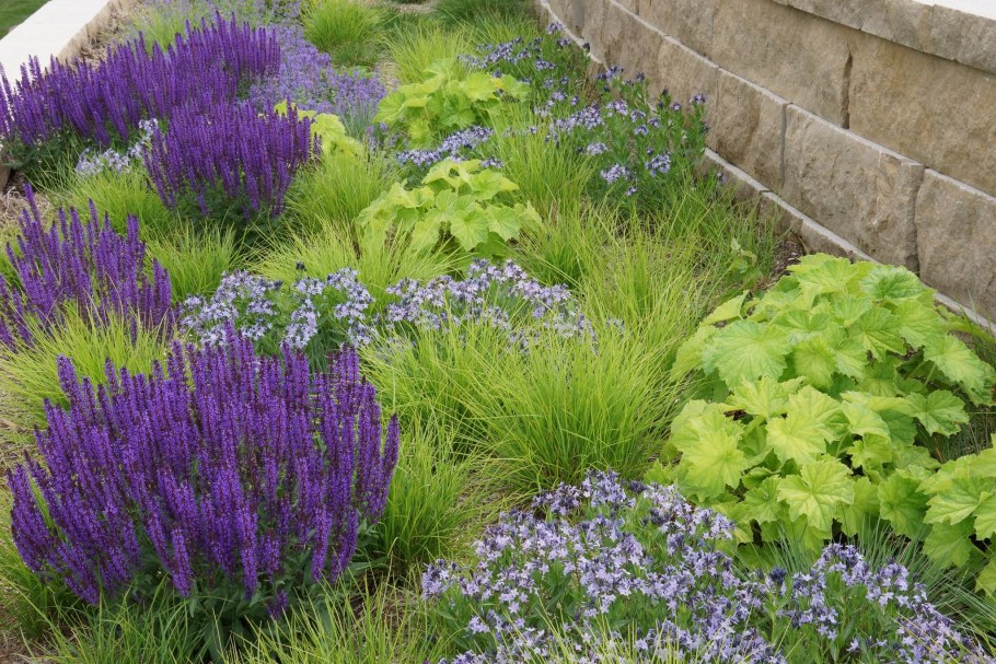 Сеслерия голубая