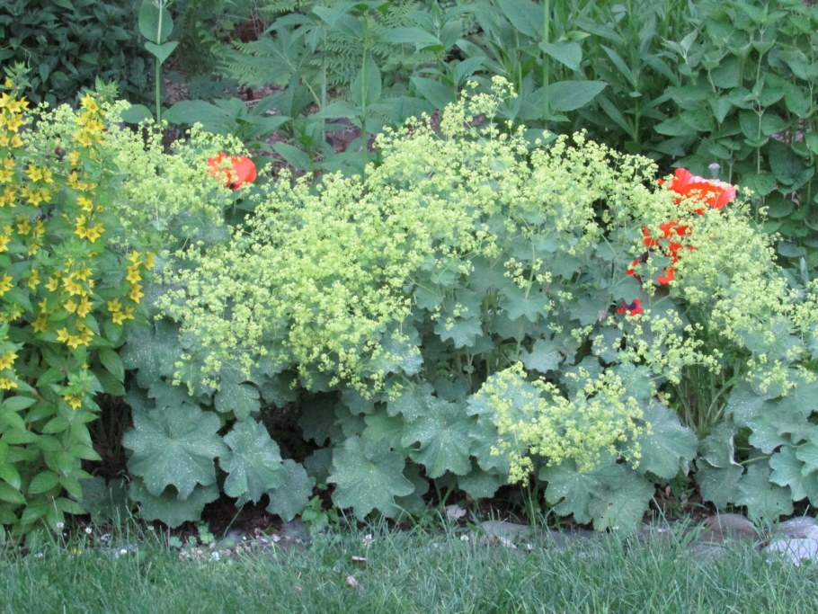 Манжетка Робустика