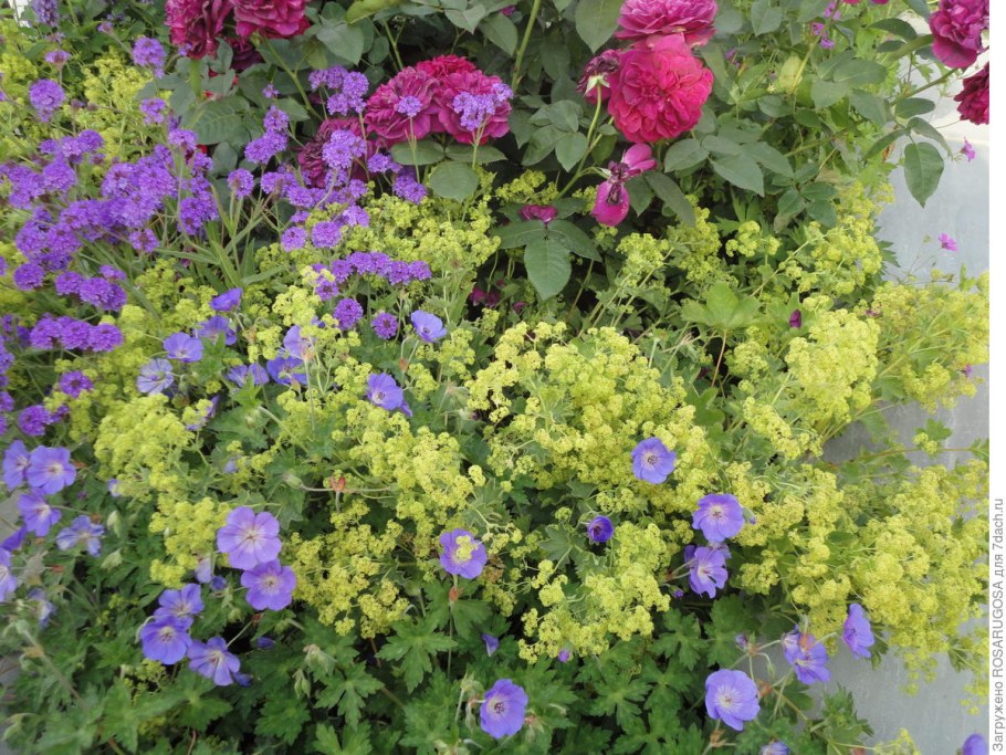 Пион + герань великолепная + манжетка;