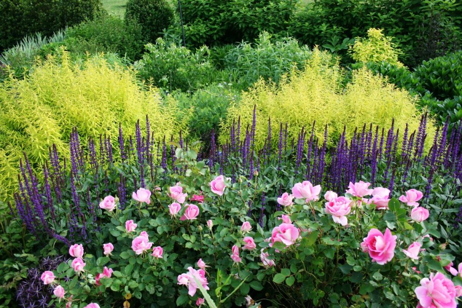 Роза манжетка котовник