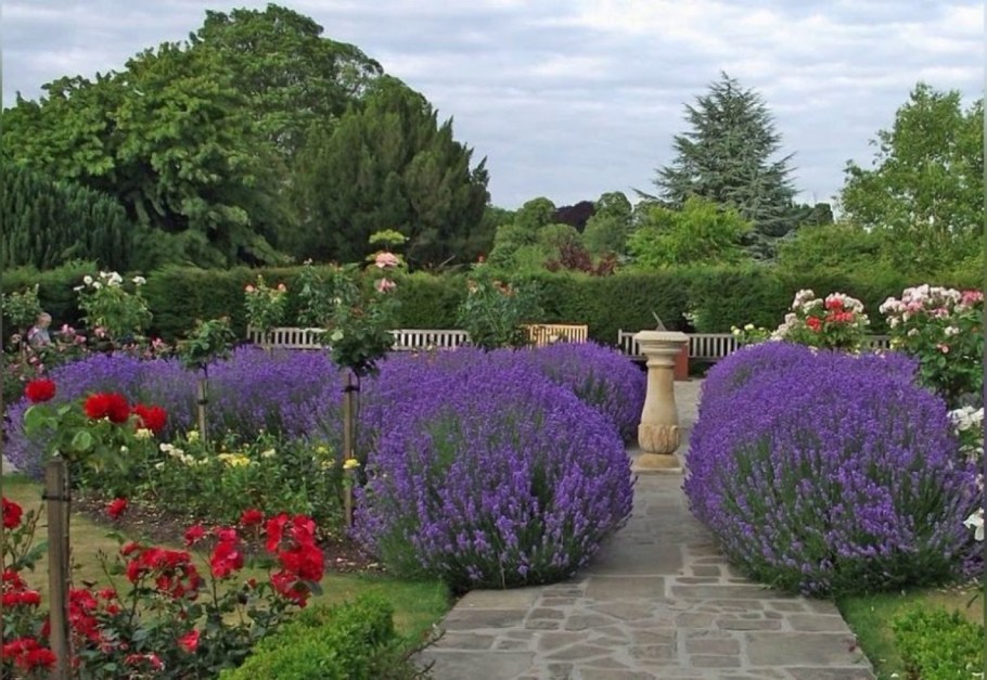 Котовник Фассена саженец