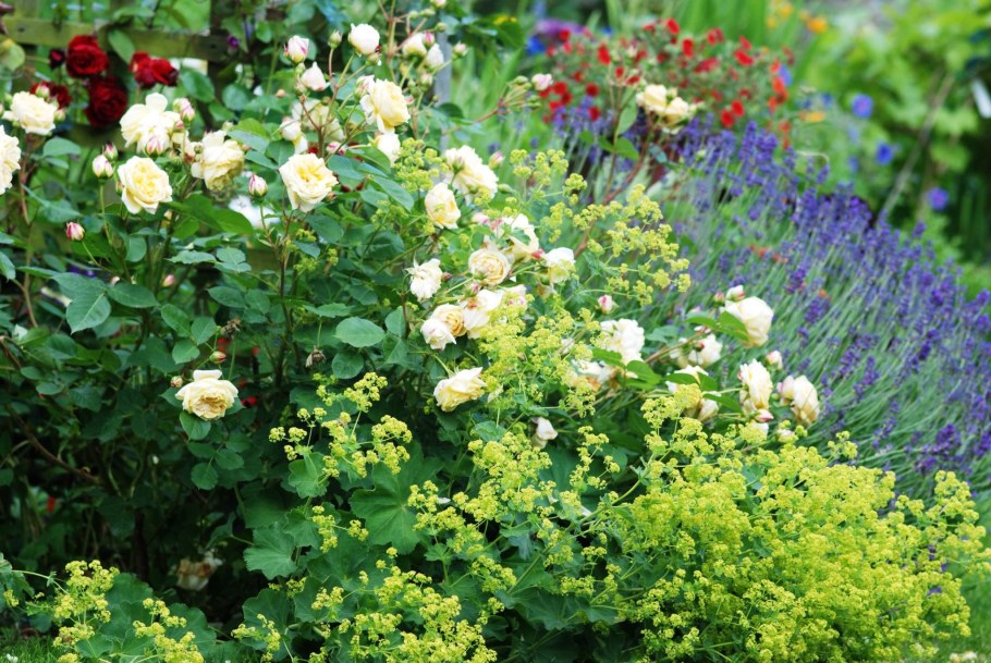 Розы с манжеткой и геранью