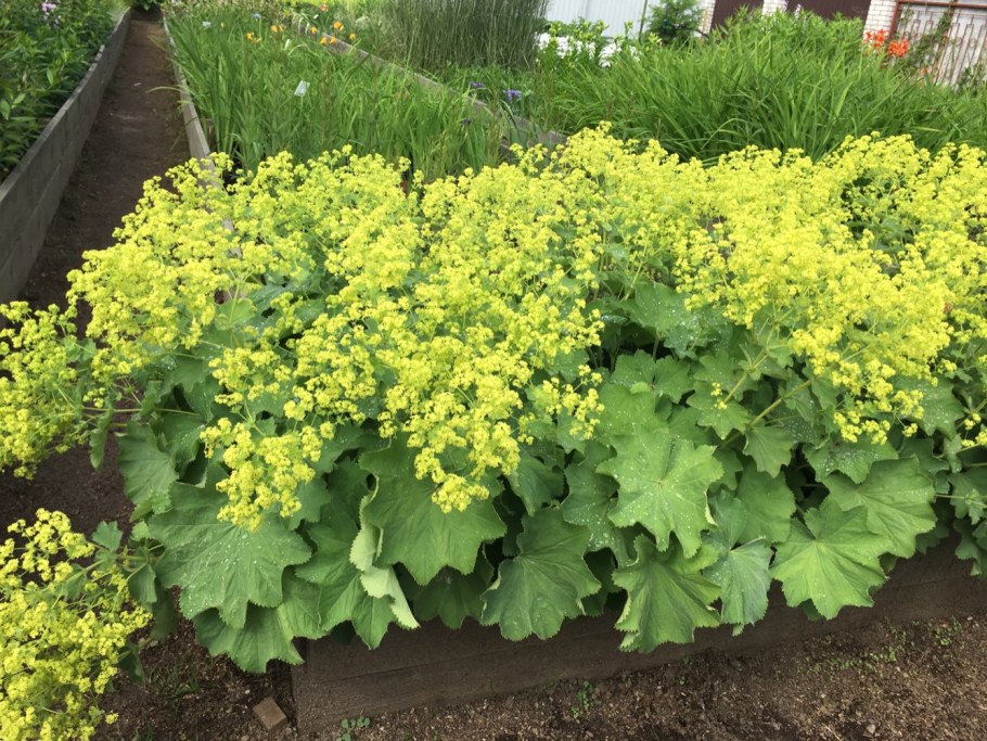 Манжетка Alchemilla mollis Robustica