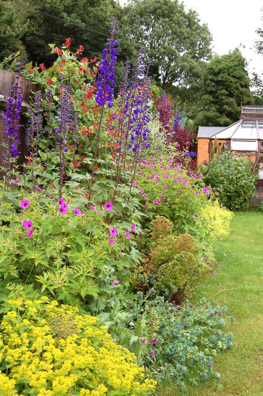 Шалфей котовник манжетка с розами