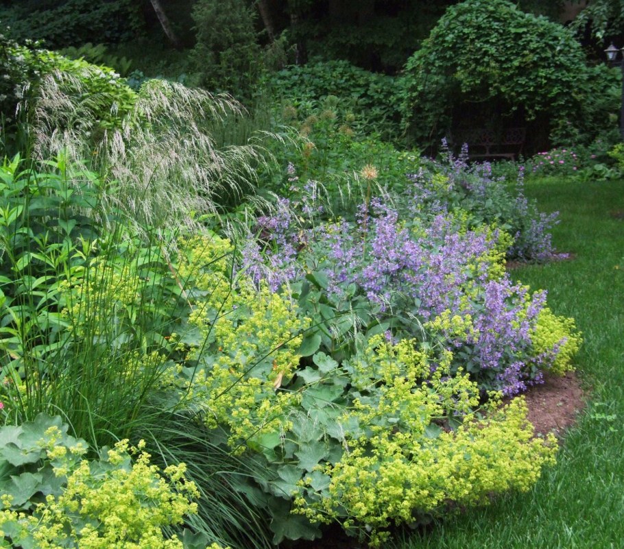 Манжетка цветок многолетник