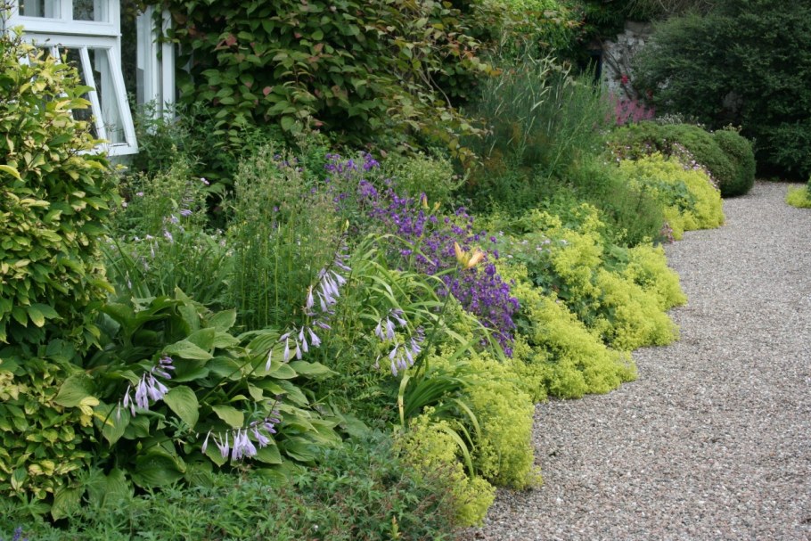 Котовник и манжетка