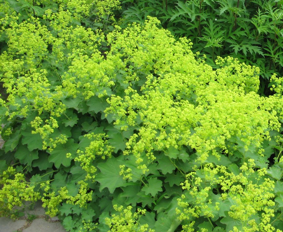 Манжетка (Alchemilla)