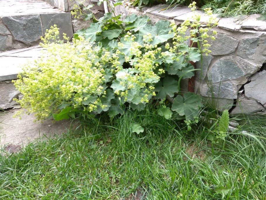 Вербейник монетчатый почвопокровный