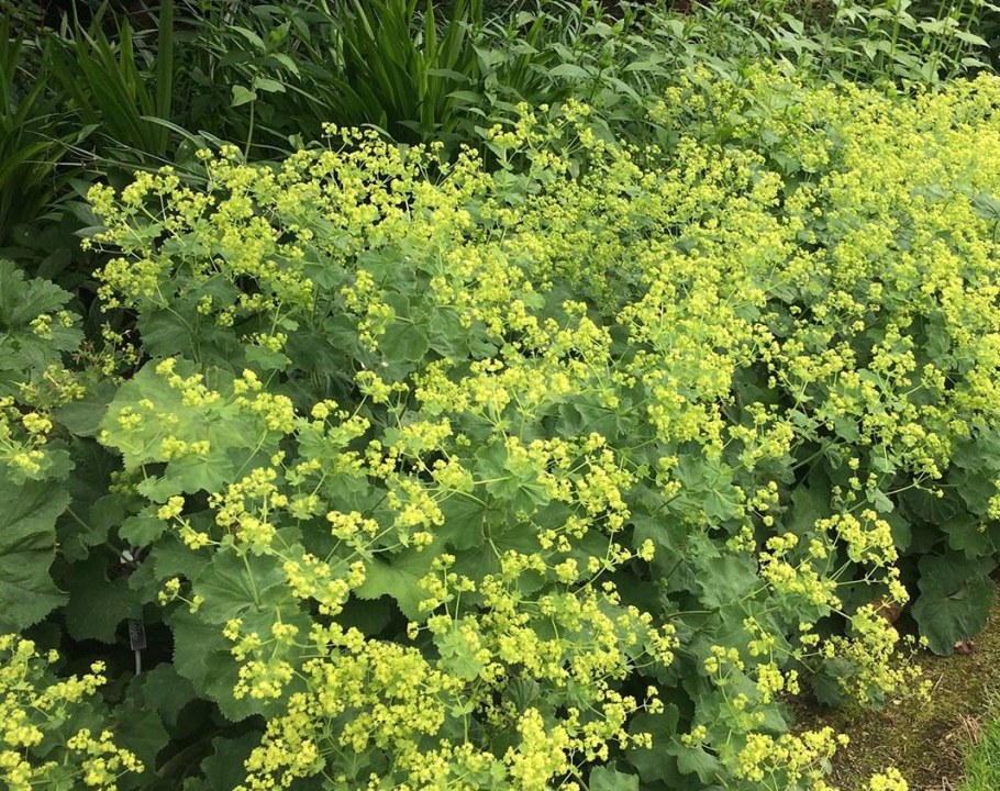 Манжетка Alchemilla mollis