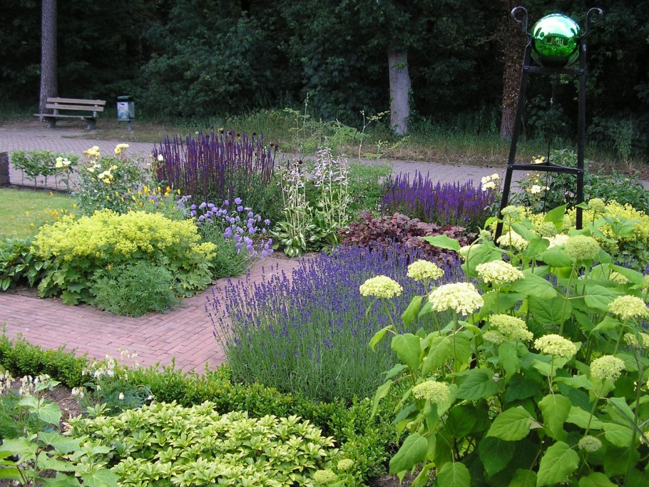 Миксбордер манжетка котовник