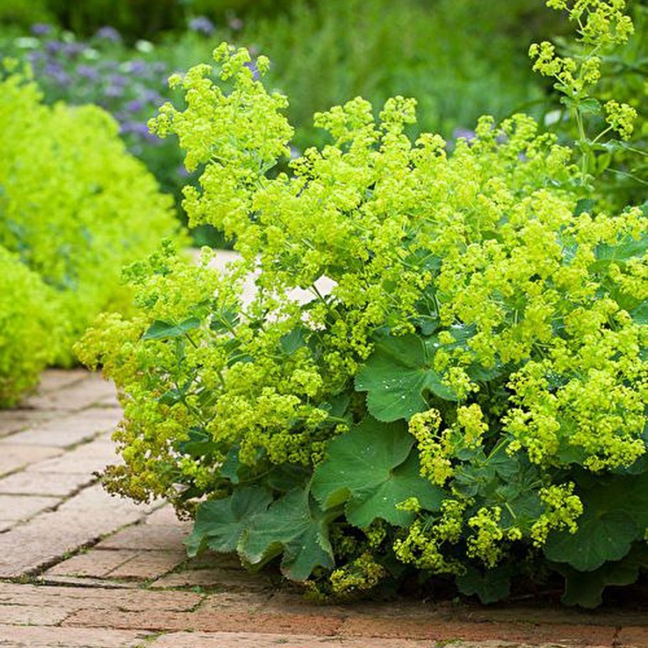 Манжетка Робустика