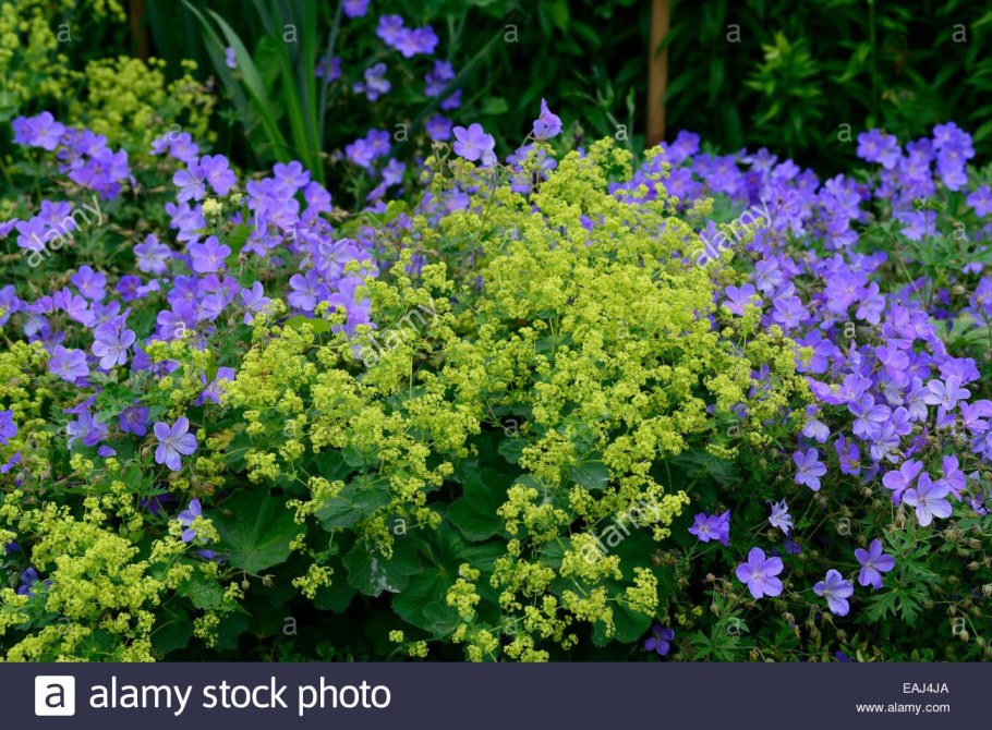 Розы с манжеткой и геранью