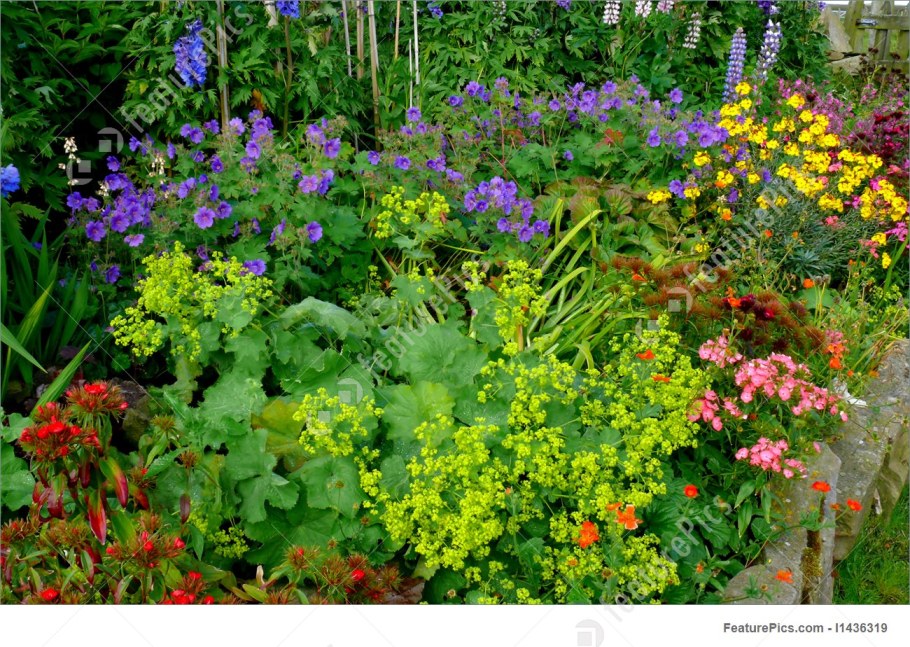 Котовник герань манжетка