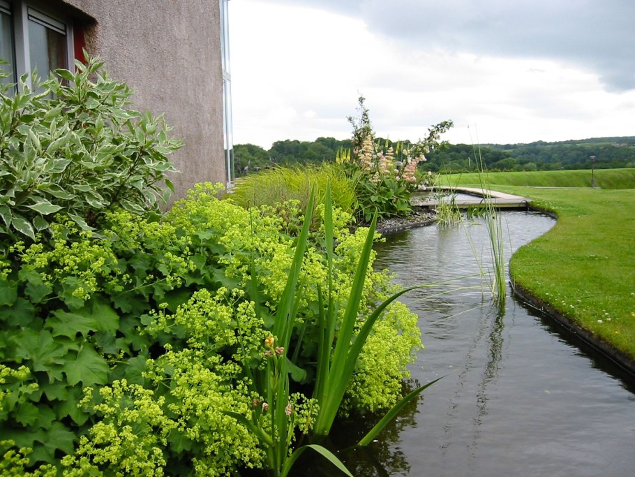 Манжетка обыкновенная в цветнике