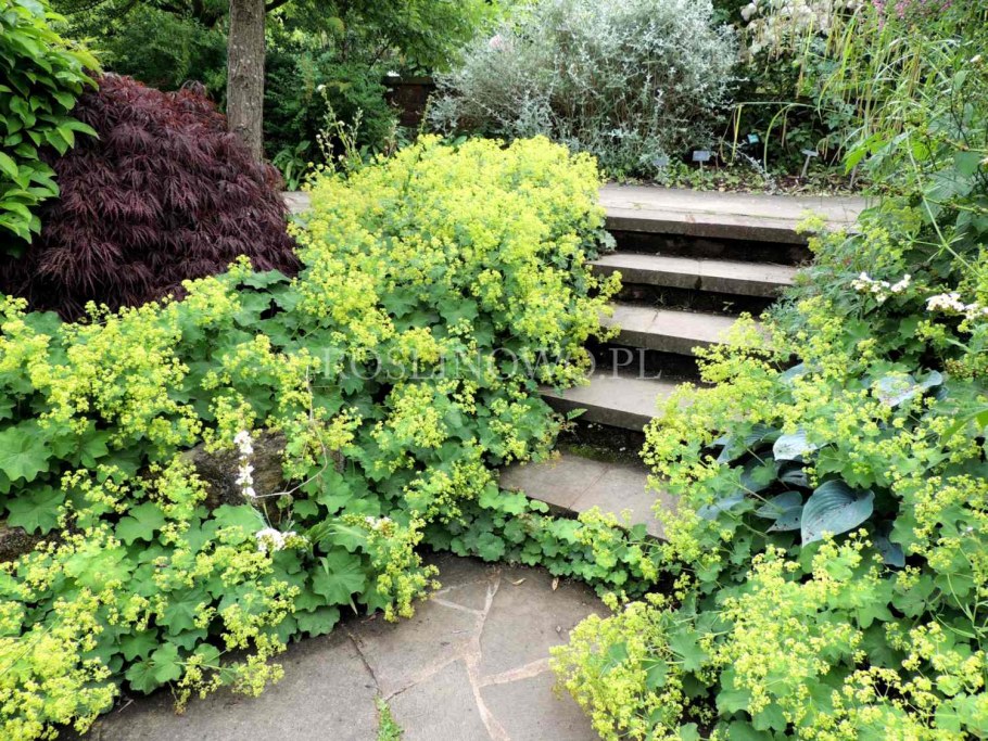 Манжетка Alchemilla Robustica