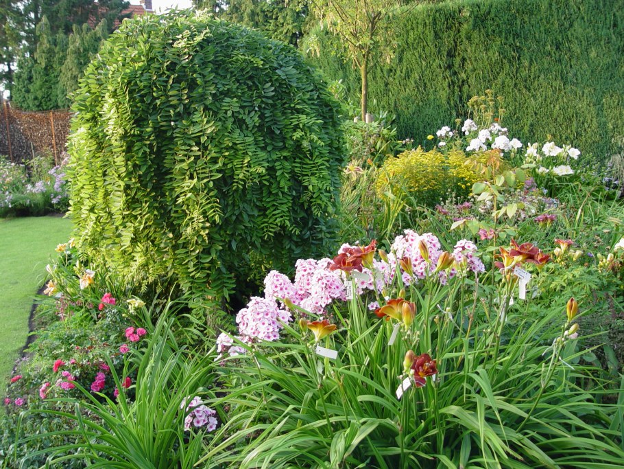 Лилейники Хоста миксбордер