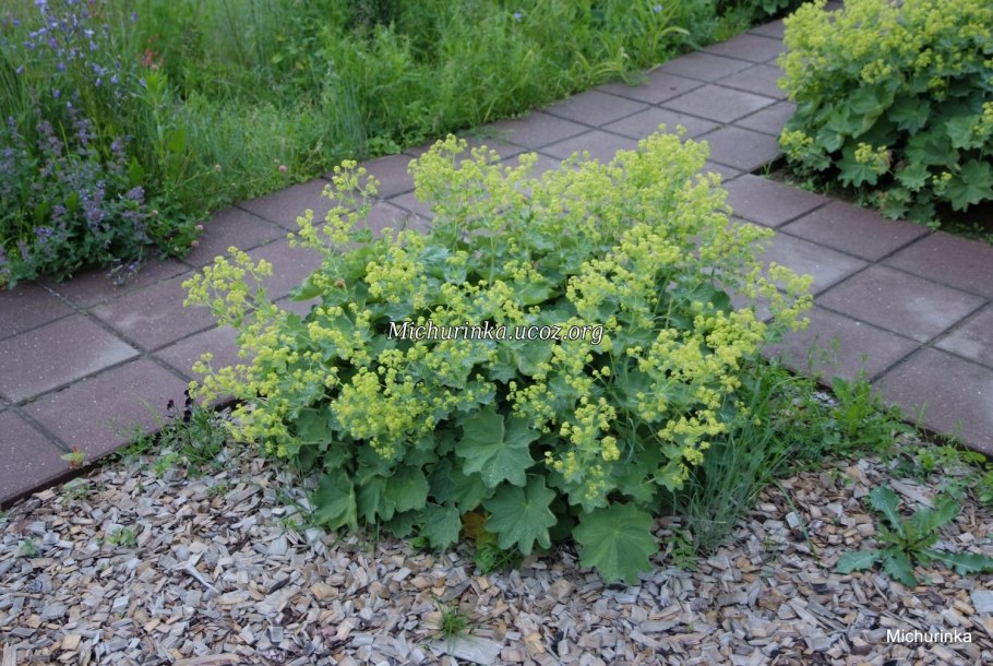 Манжетка красночерешковая (Alchemilla erythropoda)