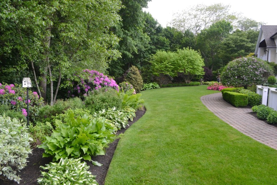 Манжетка в миксбордере