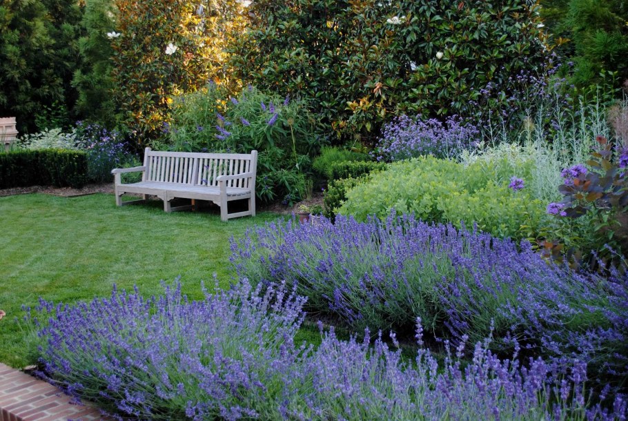 Лаванда котовник шалфей