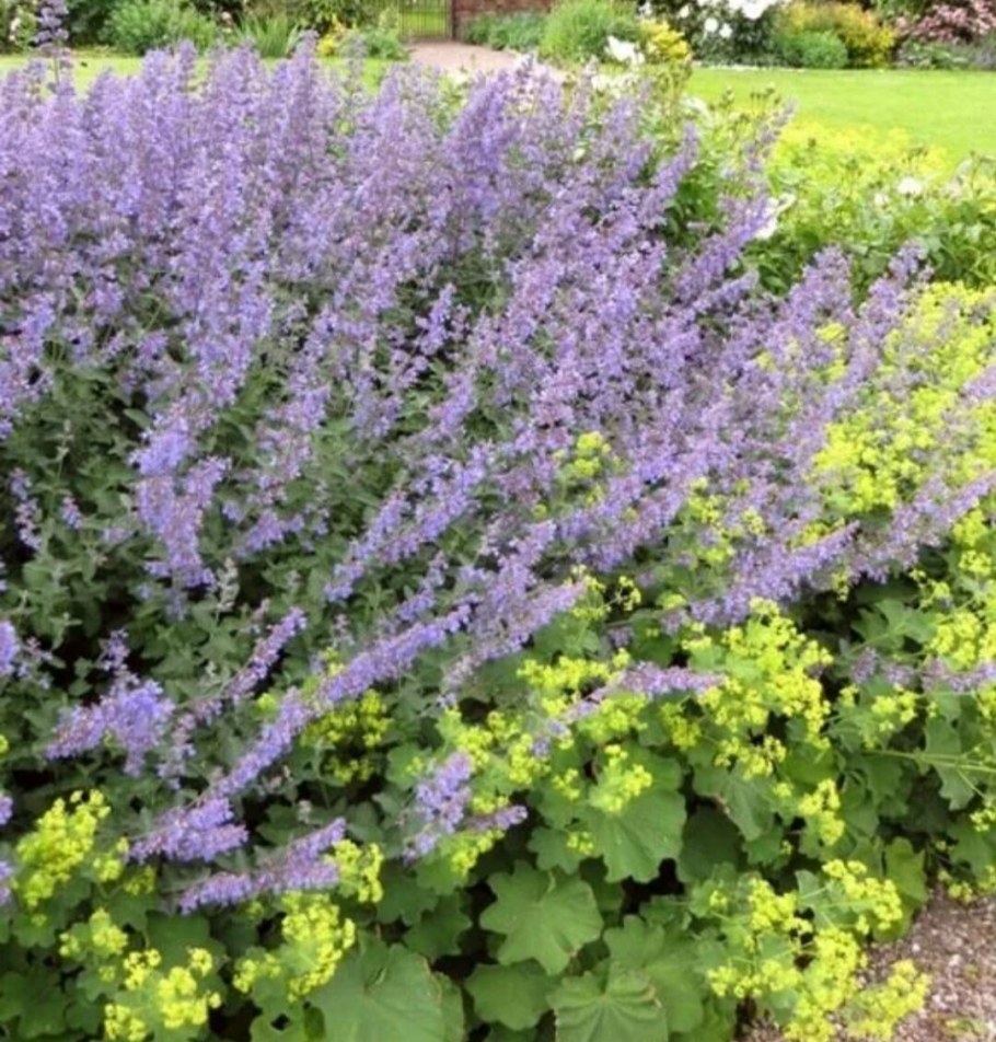 Шалфей Дубравный и манжетка