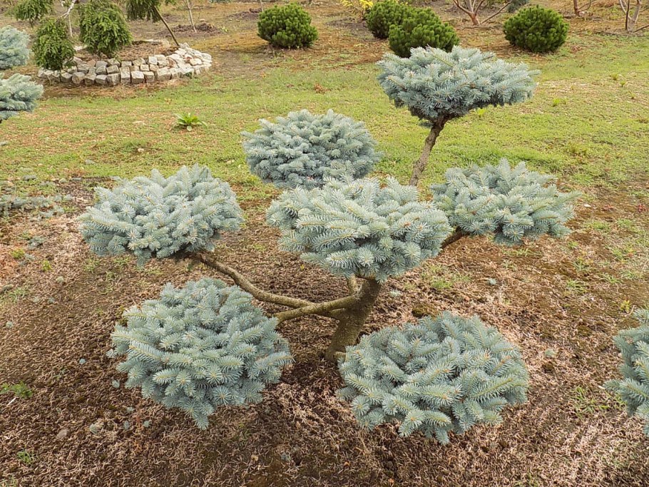 Туя Глаука Глобоза