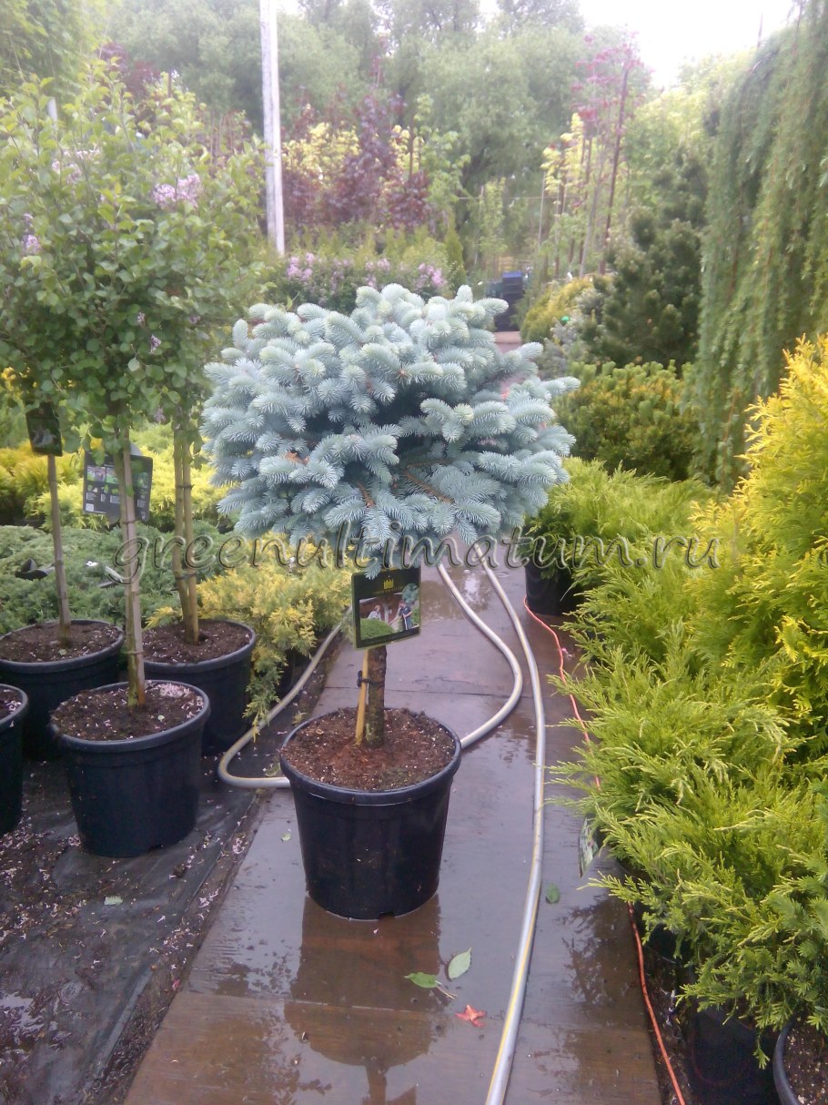 Глобоза Аура штамбе