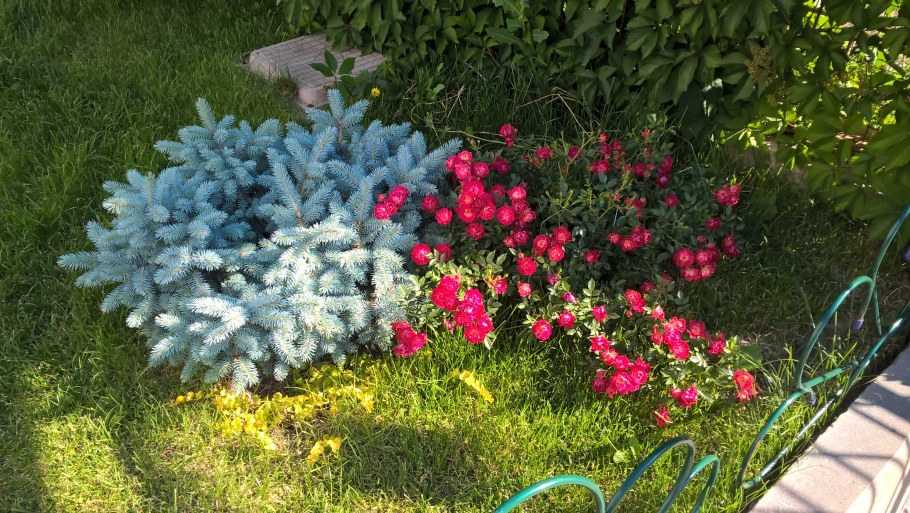 Глаука Глобоза