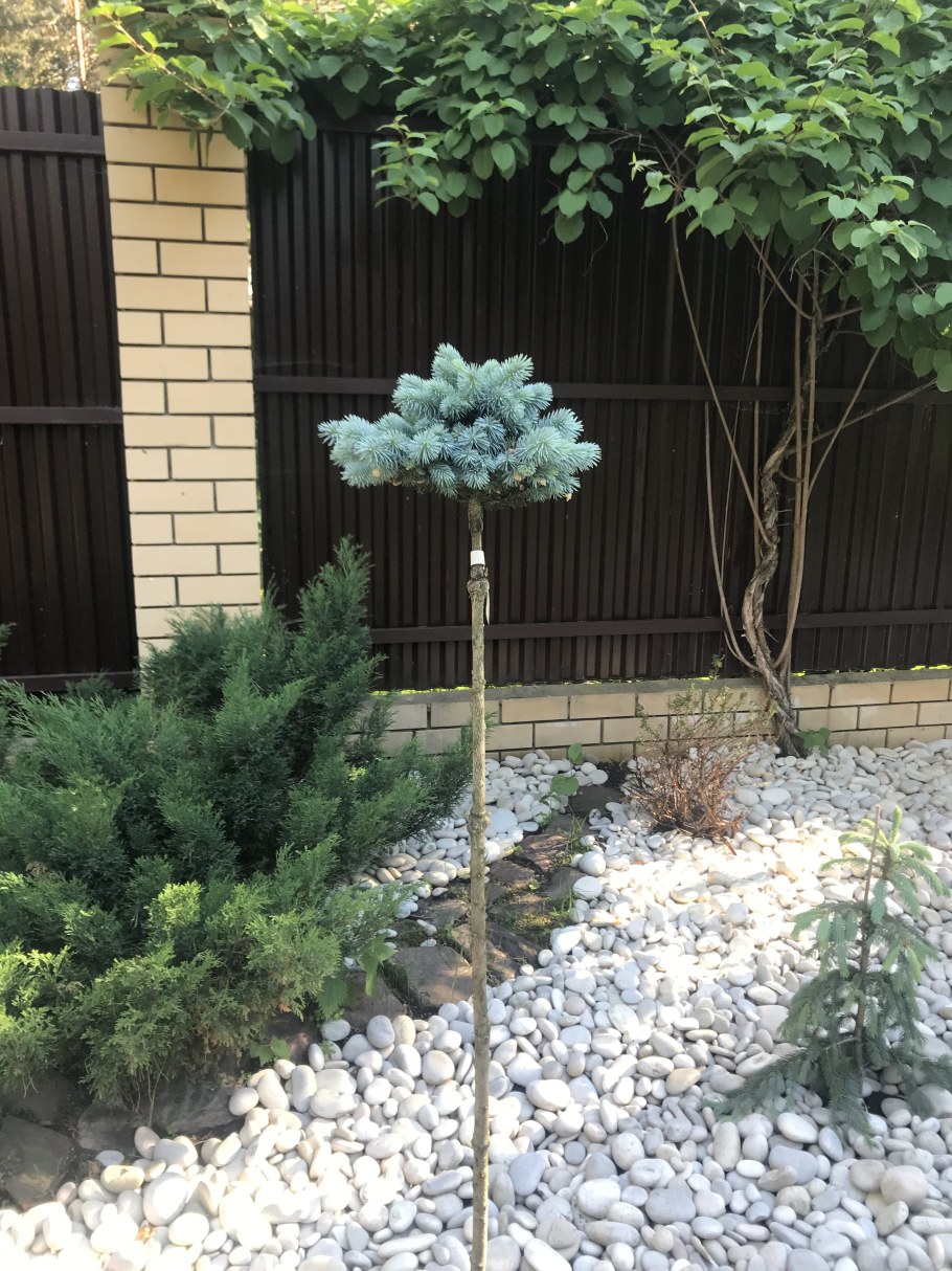 Ель Монтгомери на штамбе