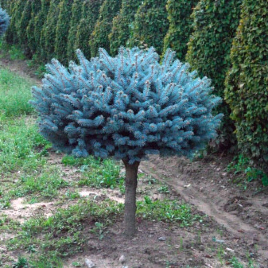 Ель Глаука Глобоза на штамбе