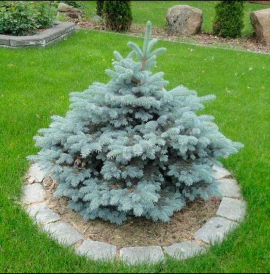 Ель голубая Глобоза