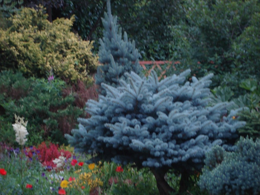 Ель Глаука Глобоза ниваки