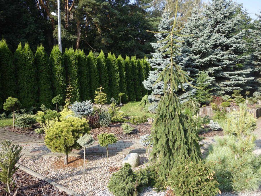 Пихта Инверса