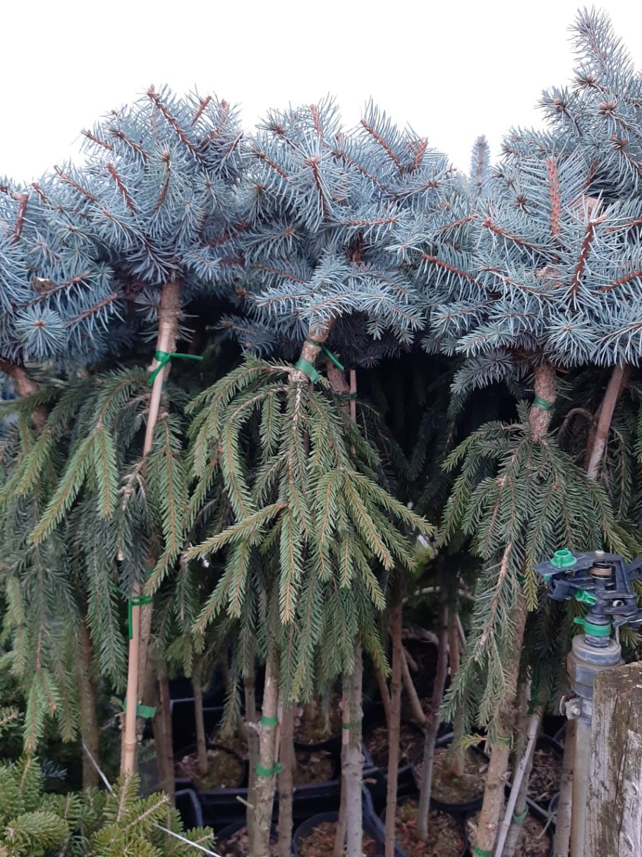 Ниваки Глаука Глобоза