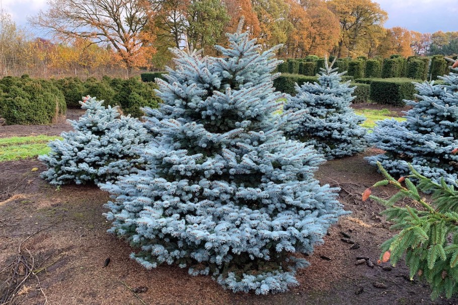 Ель колючая (Picea pungens glauca globosa)