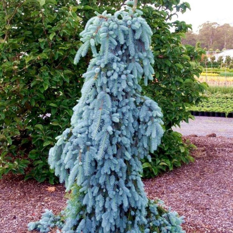 Ель Глаука Пендула