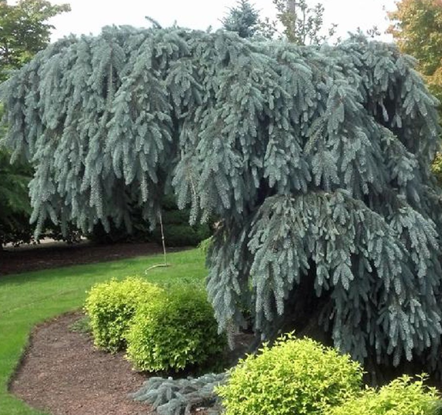 Ель Picea pungens glauca pendula