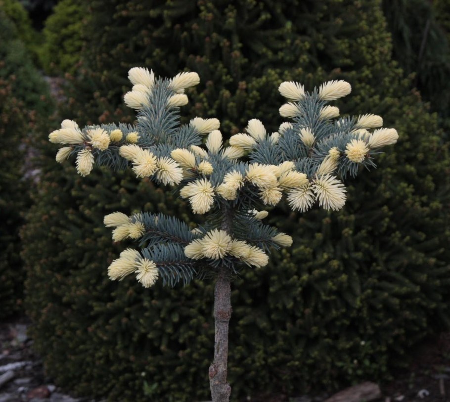 Белобок (Picea pungens Bialobok)