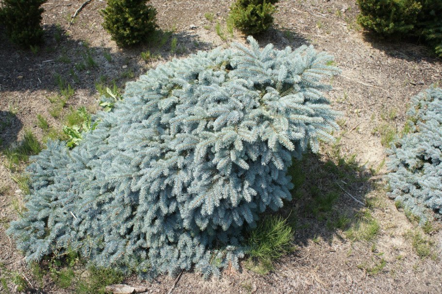 Picea pungens 'glauca globosa'