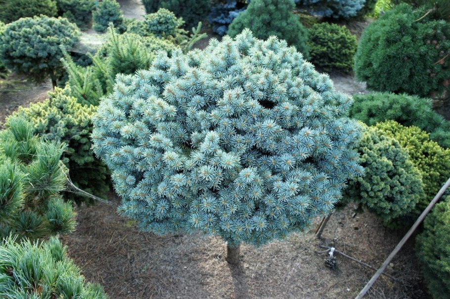 Ель Глаука на штамбе