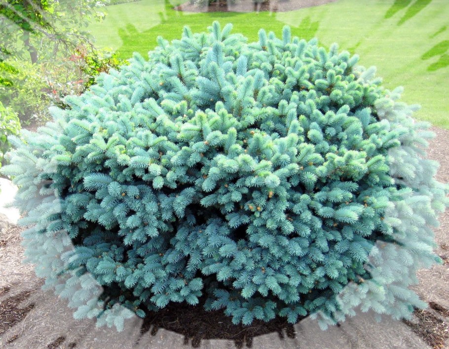 Picea pungens 'glauca globosa'